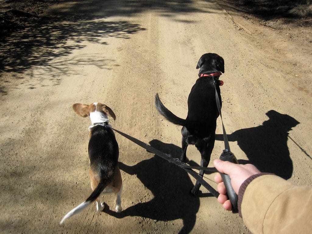 leather double dog leash