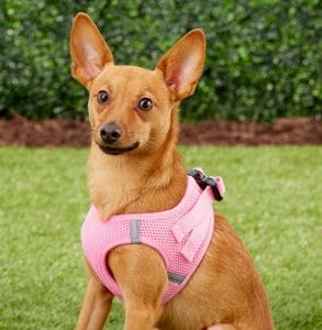 small dog in pink strap-in harness