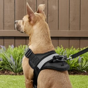Large dog in HDP no-pull harness with D-ring in back