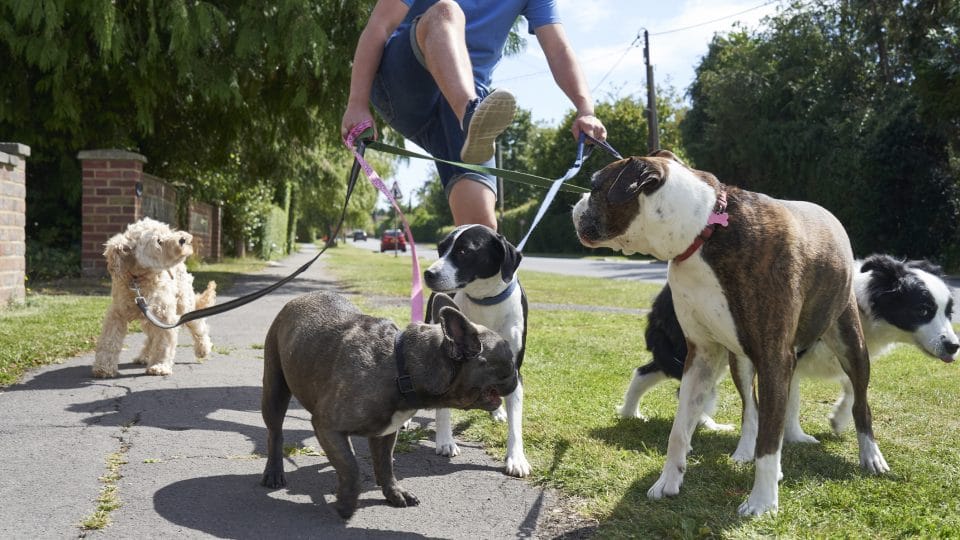 Dog walker struggling to walk dogs with tangled leashes