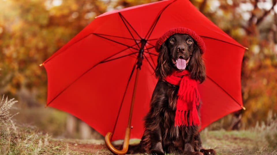 English Spaniel under red umbrella in the forest
