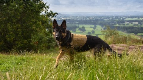 German Shepherd in harness crosses grassy field