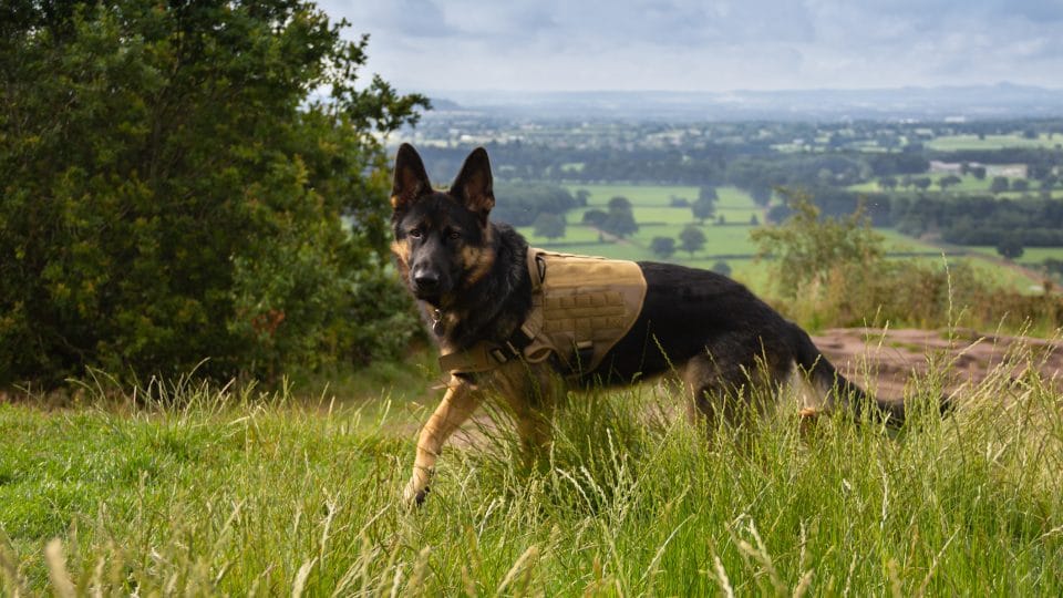 German Shepherd Harnesses | The 6 Best Options for Your Powerful Pup