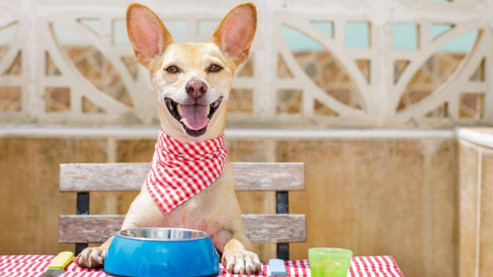 a cute small yellow dog with a checkered bib seated at a table