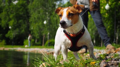 Jack Russell Terrier in a harness