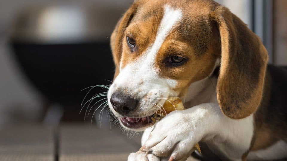 young beagle gnawing on a chew