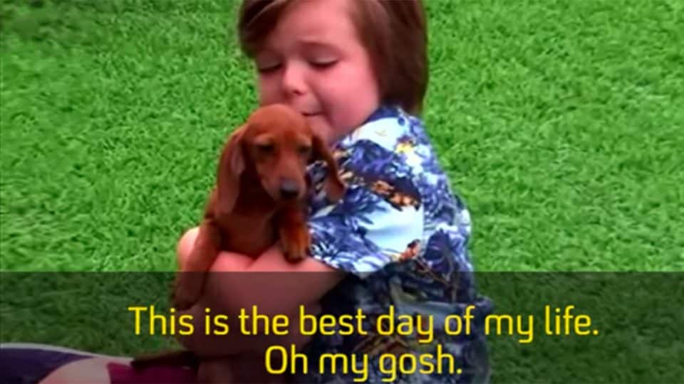 My Life as a Puppy