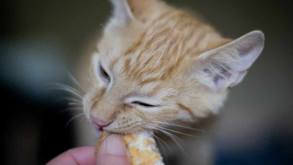 5 Surprisingly Dangerous Foods For Cats The Dog People By Rover Com