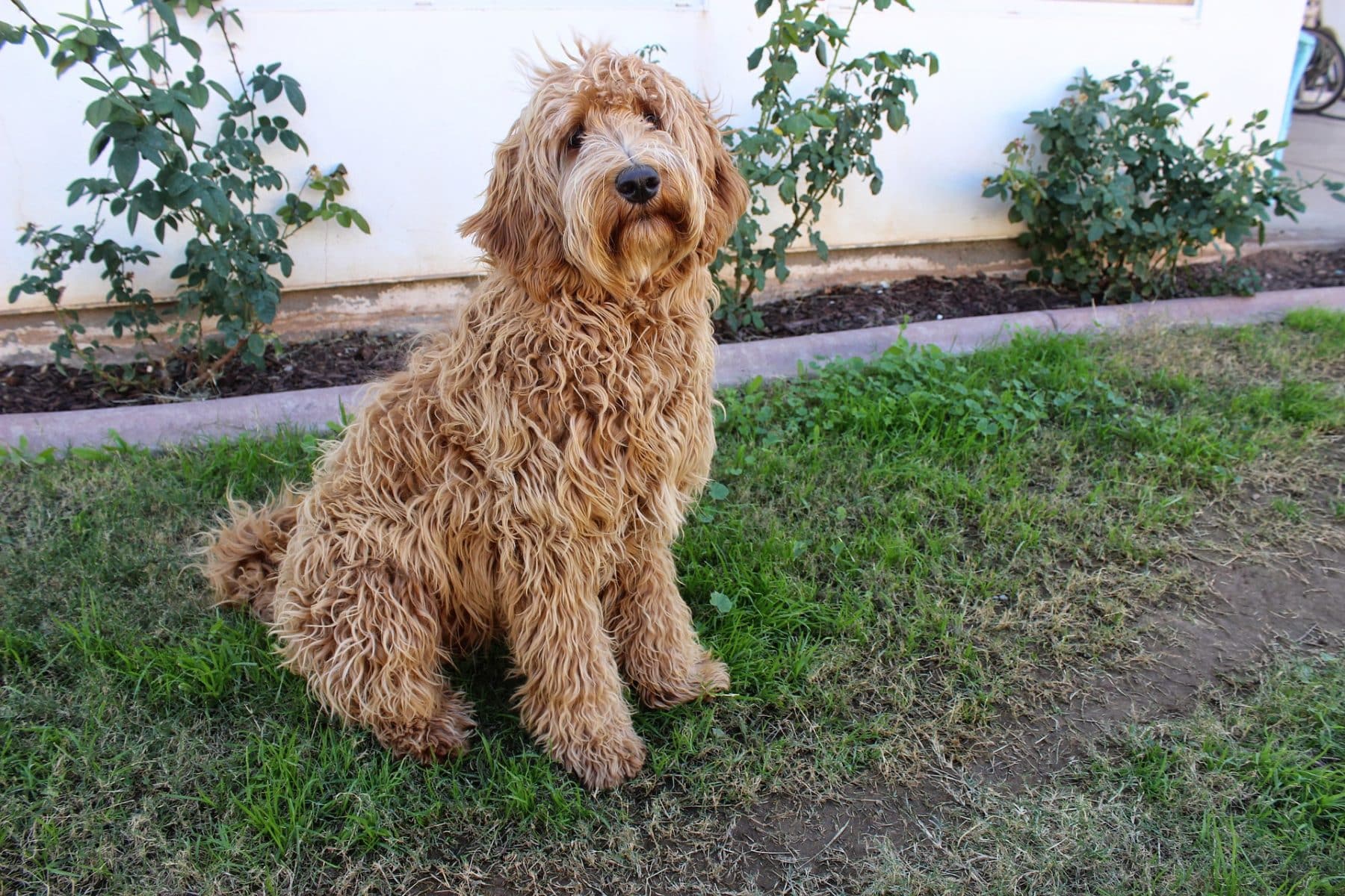 The Top 3 Labradoodle Haircut Styles For 2019 The Dog People By