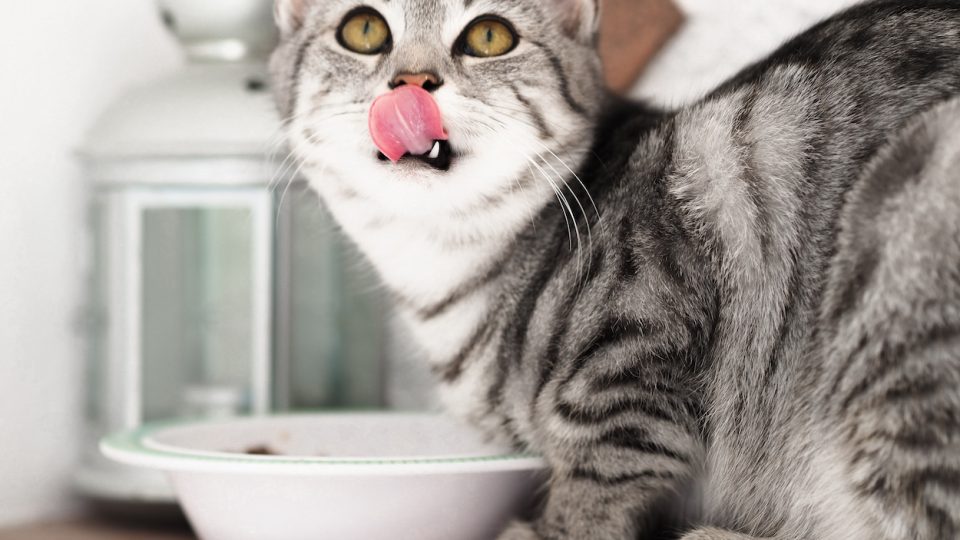 cat eating