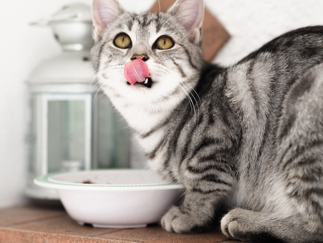 the healthiest cat food