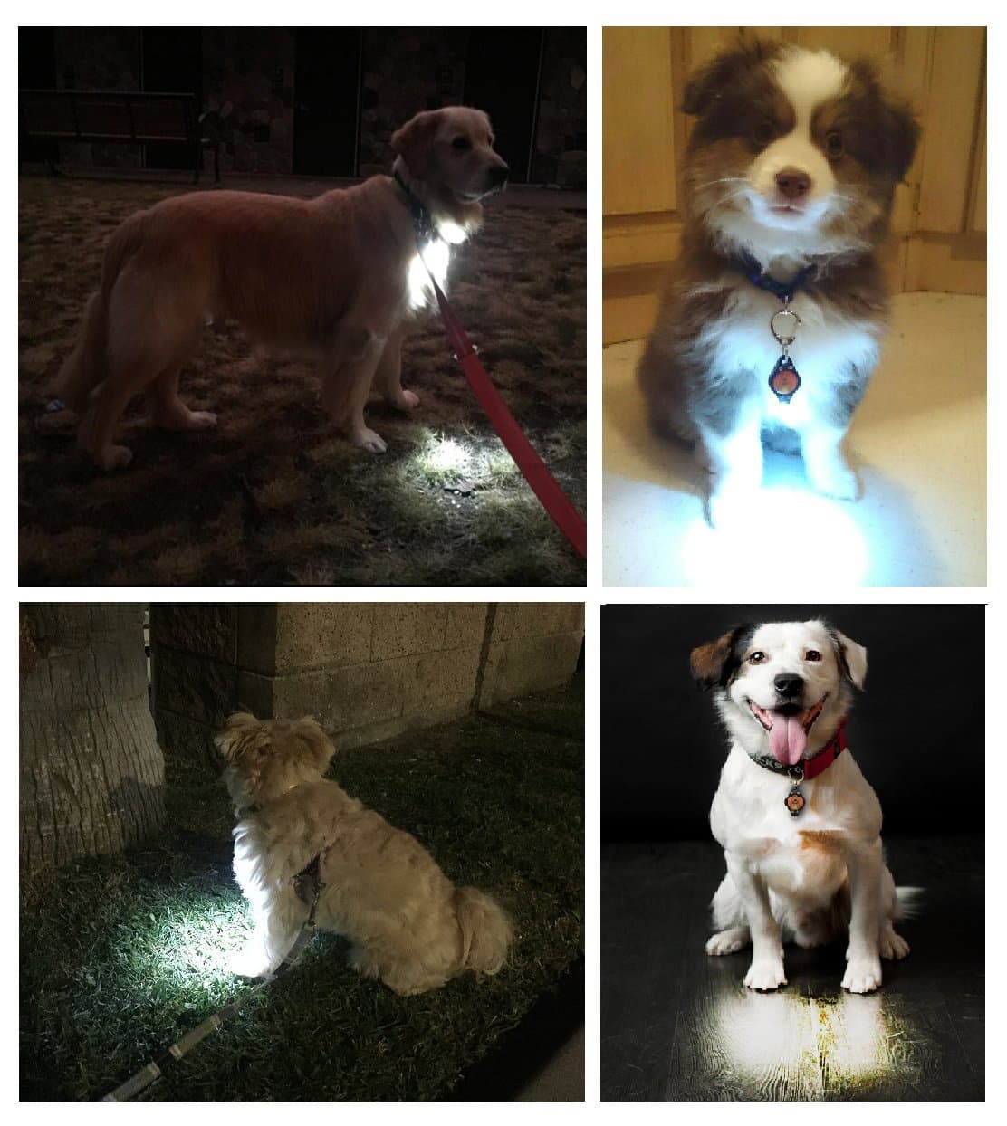 LaRoo LED Dog Tag Light,3 Flashing Model Bright Waterproof Dog Collar Light,Safety Light for Dog Walks & Outdoor Sport. Green