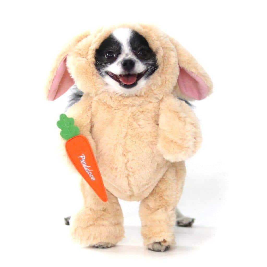 Dog Easter Outfits Dog Easter Outfits Your Dog Definitely Wants to Wear