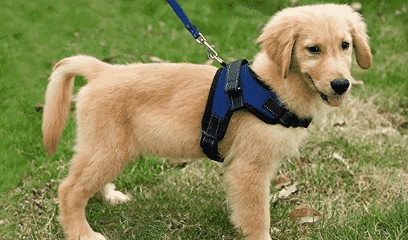 best puppy harness 2019