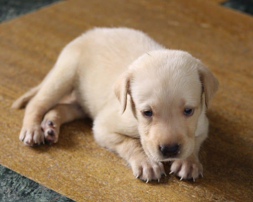 Puppy Diarrhea: An Expert Guide to Soothe and Help Your Pup