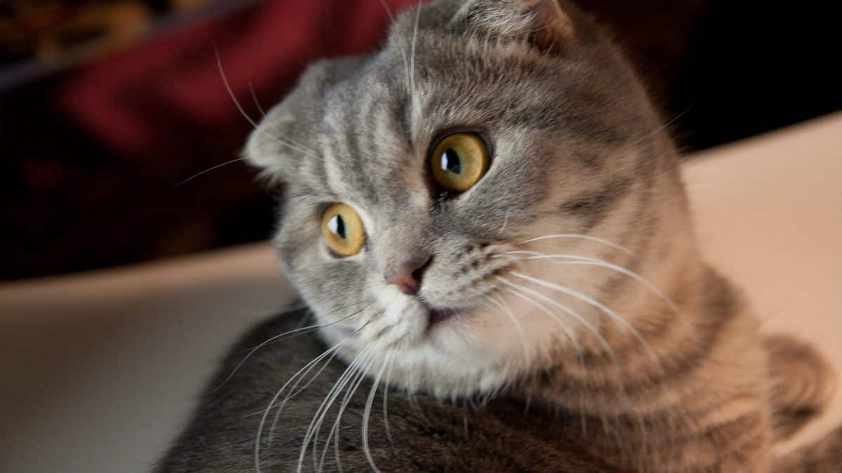 The 8 Smartest Cat Breeds You Need to Know The Dog People by