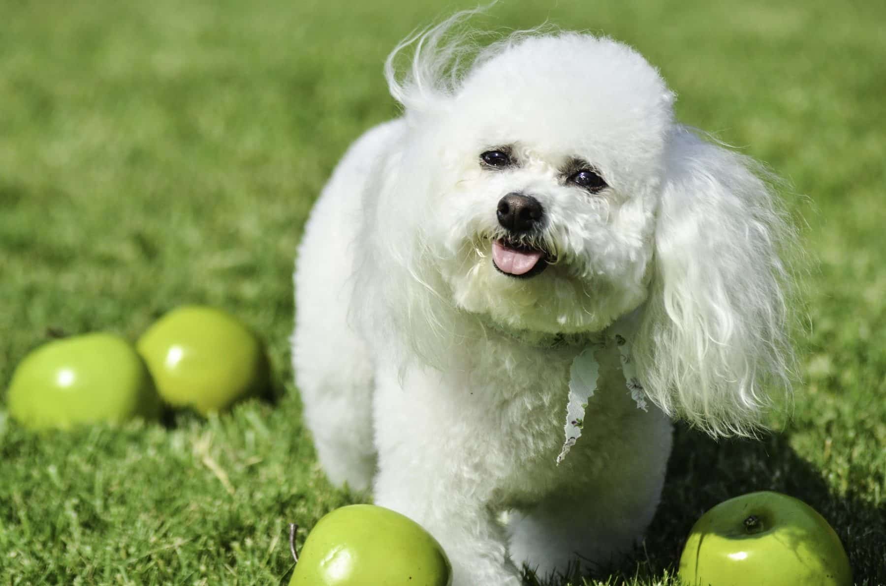 the top 4 bichon frise haircut styles for 2019 | the dog