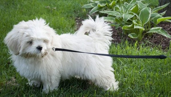 dog on leash in yard