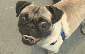 funny pug derp