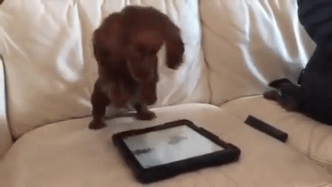 chien chiot teckel gif ipad tablette