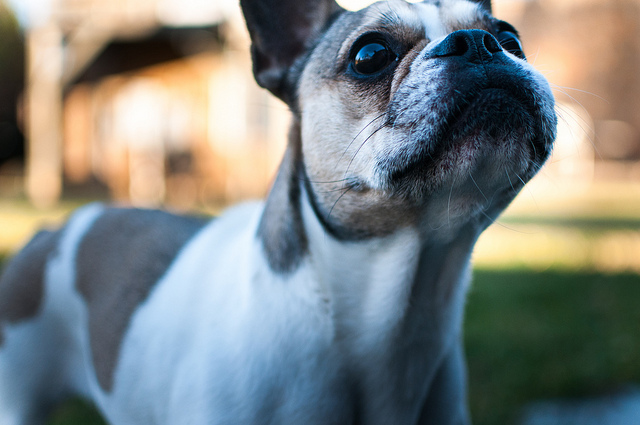 bouledogue français