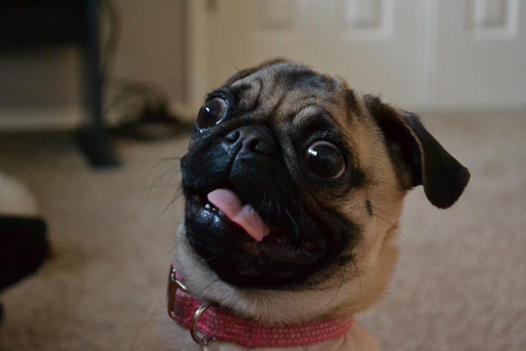 pug derp funny