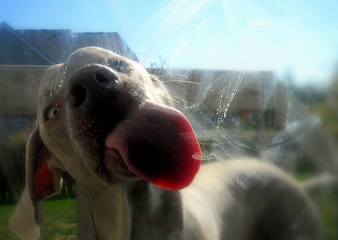 Weimaraner dog licking a window for the Get A Weimaraner DogBuddy Blog Post