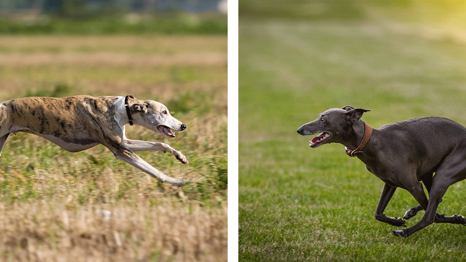 Greyhound vs Whippet—What's the