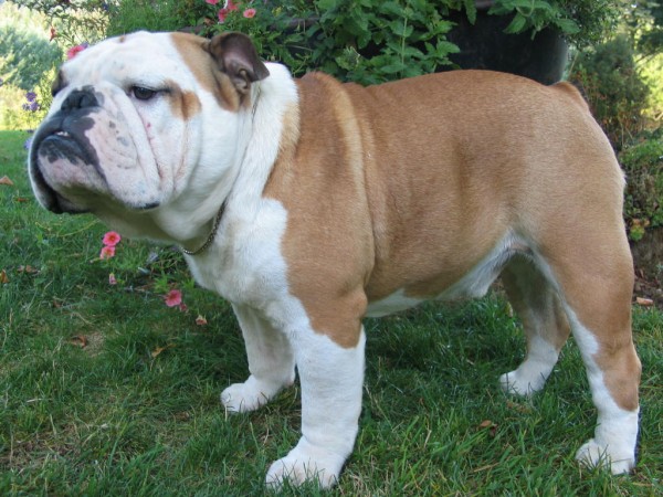 White and fawn english bulldog standing in a garden one of the top dogs for kids
