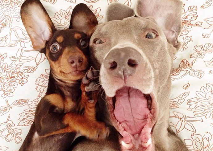 Weimaraner and Dachshund lying down together happy looking into the camera for a dog selfie