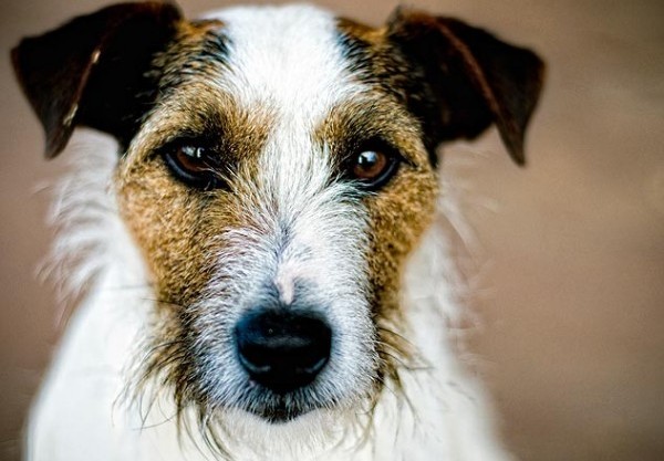 Wenn der Hund nicht aufhört zu zittern