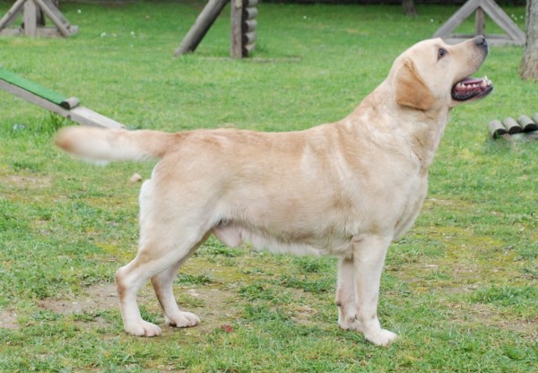 Labrador Retriever standing in a training field
