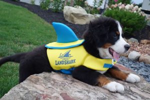 Margaritaville Land Shark pet vest