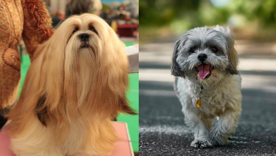 Lhasa Apso Vs Shih Tzu What S The Difference The Dog People