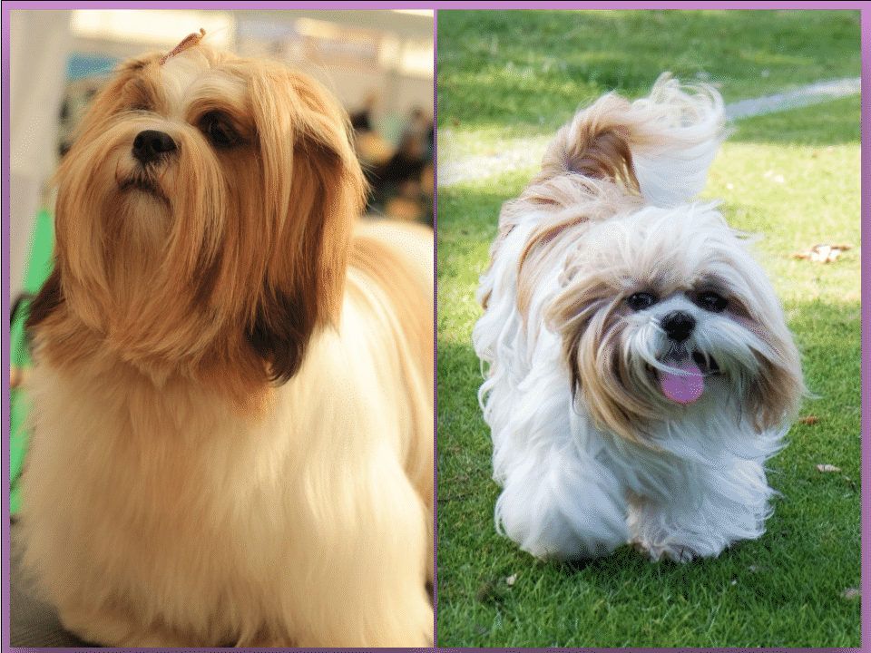 Lhasa Apso Vs Shih Tzu What S The Difference The Dog People By Rover Com