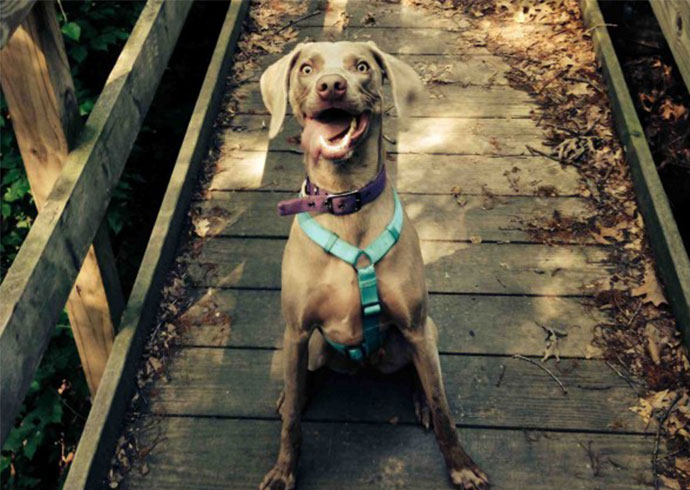 Weimaraner smiling happy sitting on a bridge after a long walk for the Get A Weimaraner DogBuddy Blog Post