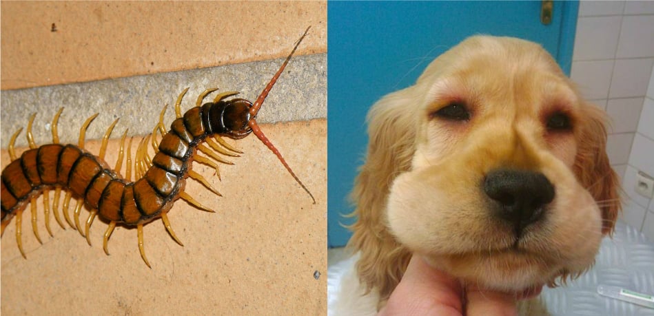 Poner a prueba o probar cayó Saliente AVISO: Las escolopendras son peligrosas para los perros | The Dog People by  Rover.com