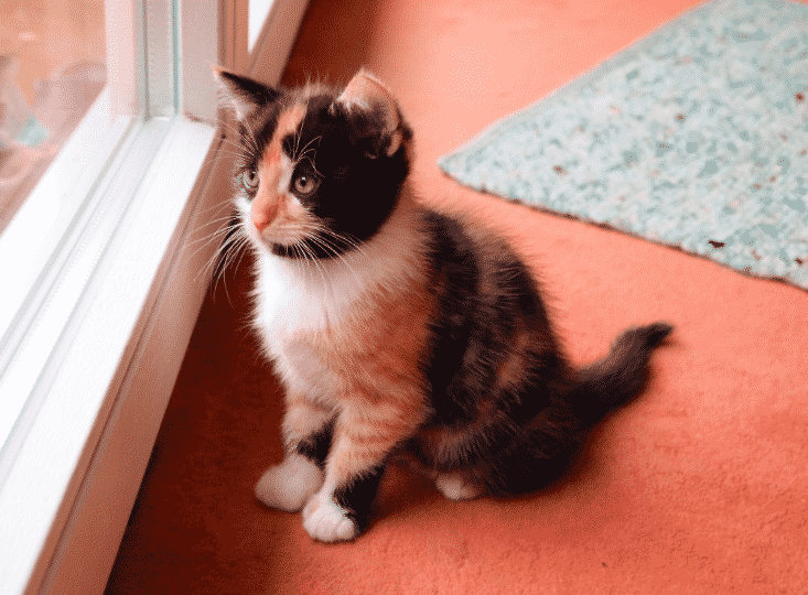 Calico Kittens: Everything You Need to Know | The Dog People by 
