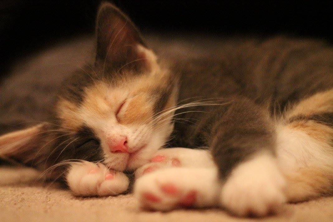 cute calico kitten
