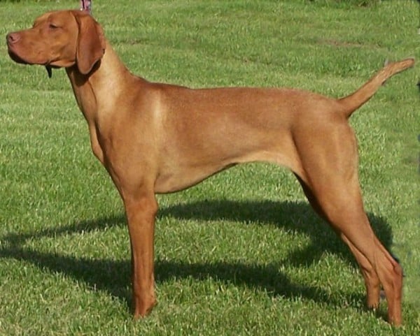 Vizsla Dog standing in a sunny field