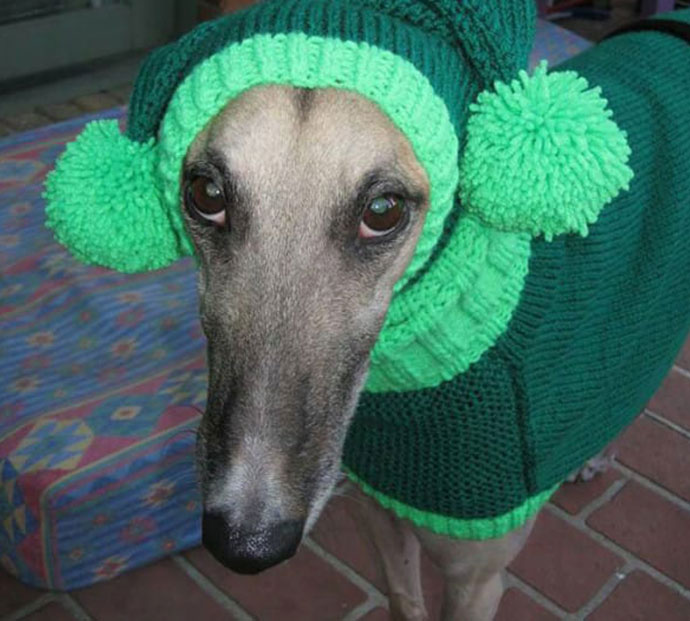 greyhound crhistmas sweater