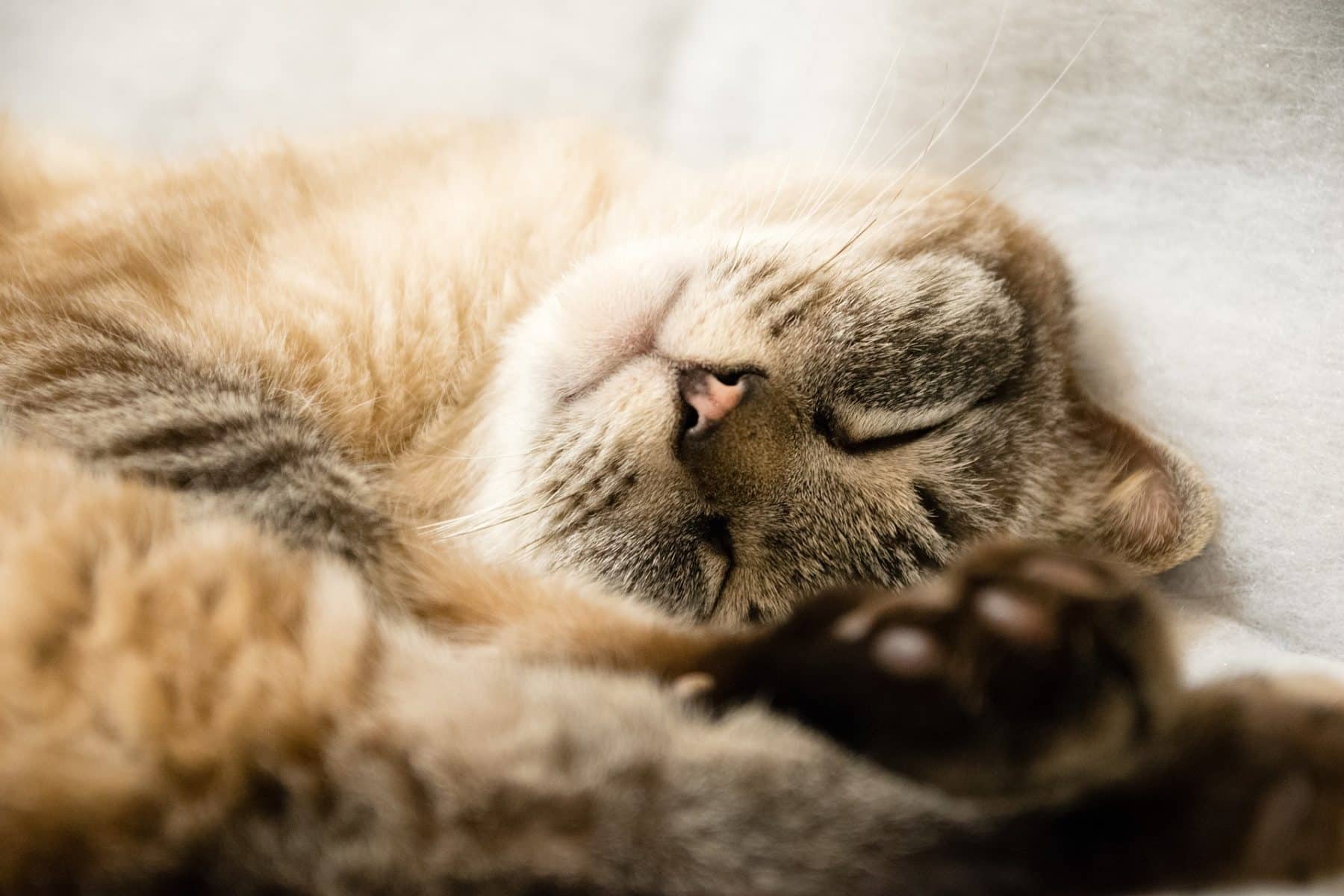 Cat Years To Human Years How Old Is My Cat The Dog People By Rover