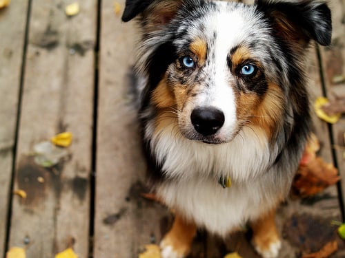 10 Races De Chiens Qui Préfèrent Les Humains Aux Chiens