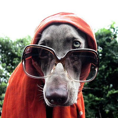 weimaraner con occhiali da sole