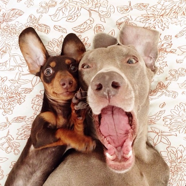 due weimaraner in un letto che sorridono