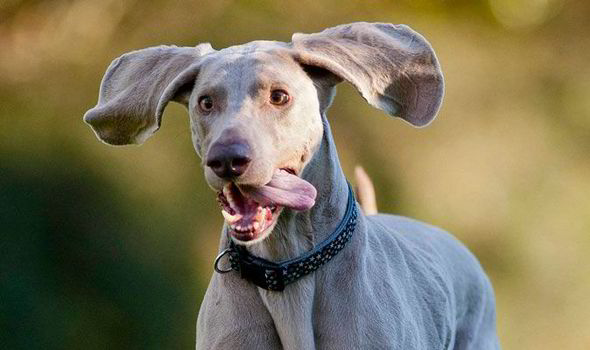 avere un weimaraner 