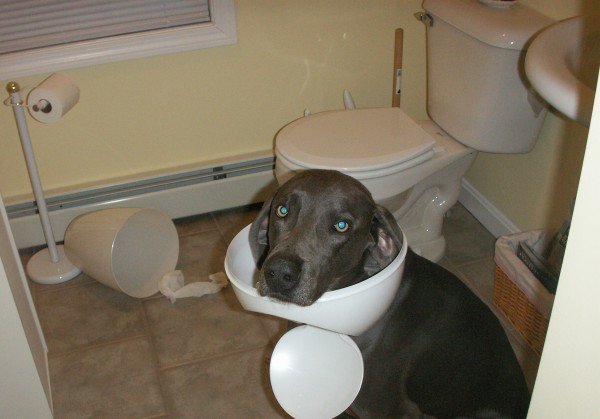 avere un weimaraner che disordina il bagno