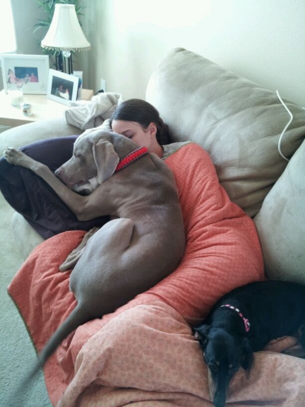 avere un weimaraner e dormire con lui sul divano