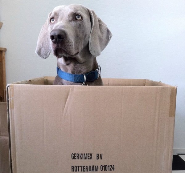 weimaraner dentro una scatola