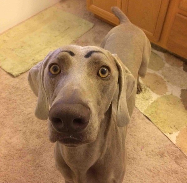 avere un weimaraner con le sopracciglia disegnate per ridere